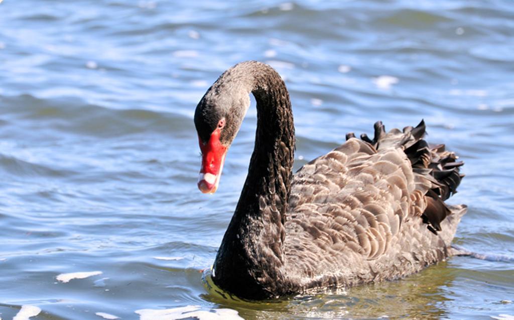 Black Swan Lakeside Boutique Hotel Роторуа Екстериор снимка